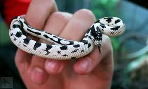Black And White Snake Northern California The High White California Kingsnake Pictured Here Is A Beautiful Example Of The Species Nearly Unlimited Color And Pattern Possibilities California Kings Slang