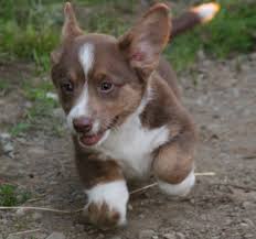 The kennel club in england is a noted example. I Know Imgur Likes Corgis But I Only Ever See Pembroke Welsh Corgis Let S Give Cardigan Welsh Corgis Some Love Eh Welsh Corgi Puppies Cardigan Welsh Corgi Puppies Corgi