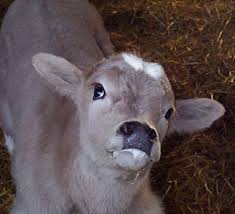 Nadis National Animal Disease Information Service