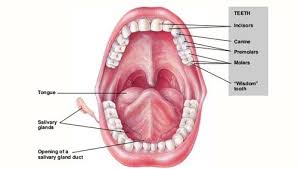Check spelling or type a new query. Organ Organ Penyusun Sistem Pencernaan Manusia Beserta Fungsinya