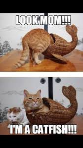 Catfish Funny Cat Funny Animals Funny Animal Jokes Funny Animal Pictures