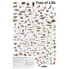Evolutionary Poster Google Search Peoples Tree Of Life