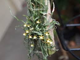 Image result for Taeniophyllum