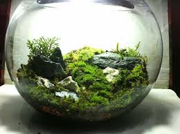 Rock Garden General Bato Moss Terrarium Moss Terrarium Terrarium Miniature Garden