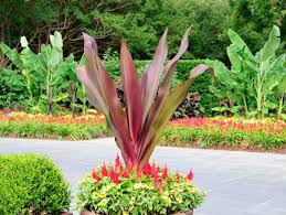 Either the white and burgundy flowers or massive purple leaves are your favorite component of the queen emma crinum lily. Crinum Angustum Queen Emma Giant Spider Lily From Plant Life Farms