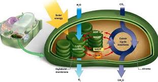 Plant and animal cells diagram labelled diagram. Plant Cell Accessscience From Mcgraw Hill Education
