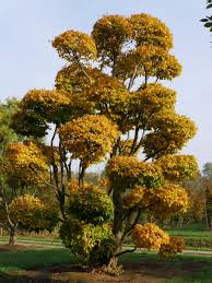 Maybe you would like to learn more about one of these? Parrotia Persica Cloud Pruned Pavilion Specimen Plants