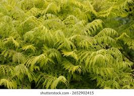 Image result for Davalliaceae