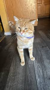 Found last week no collar