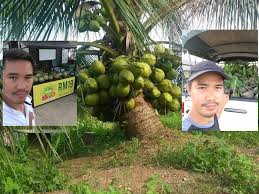 Penanaman kelapa matag dan kelapa pandan dimulakan dengan penyediaan kawasan. Permintaan Semakin Tinggi Aroma Yang Unik Dan Wangi Harga Sebiji Kelapa Pandan Mencecah Rm19 Jom Tanam Kelapa Pandan Wangi Kartel Dakwah