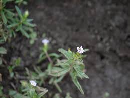 Image result for Limnophila indica