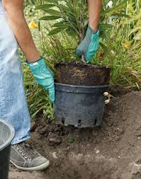 Kirschlorbeer Pflanzen So Setzen Sie Eine Hecke Kirschlorbeer Pflanzen Kirschlorbeer Bepflanzung