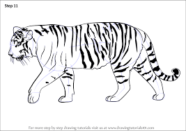 Learn How To Draw A Siberian Tiger Big Cats Step By Step Drawing Tutorials Learn to draw a white tiger. learn how to draw a siberian tiger big