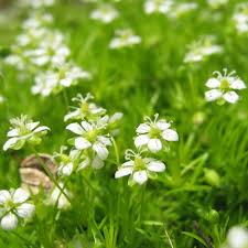 Image result for Sagina abyssinica