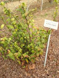 Image result for Maesa lanceolata