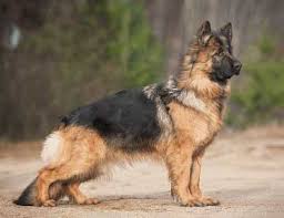Cost of german shepherd adjusted based on the cost of when we are on the lookout to buy a german shepherd in india. Adopt Buy German Shepherd Puppies Pure Breed Free Home Delivery