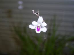 Image result for Polystachya dendrobiiflora