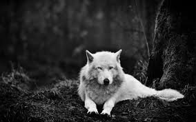 We did not find results for: Beautiful Black Wolves Wallpaper Novocom Top