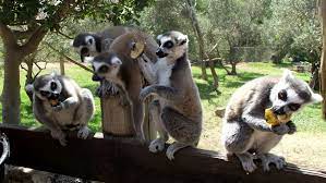 The zoo, renamed the tisch family zoological gardens in jerusalem, but still called the jerusalem biblical zoo by the general public, opened for a preview period on 28 february 1993. The Bible Is Wild Tisch Family Zoological Gardens Israel Advantage Tours Inc