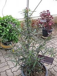 Image result for Barleria megalosiphon