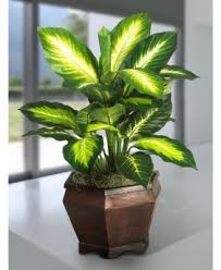 Nearly Natural Golden Dieffenbachia Artificial Plant In Wood Planter Reviews Home Decor Home Macy S In 2020 Potted Plants Outdoor Plants Foliage Plants
