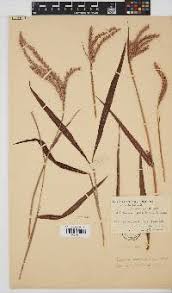 Image result for Ischaemum afrum