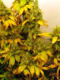 If a plant is getting too much. Led Grow Lights Can Burn Cannabis Buds Grow Weed Easy