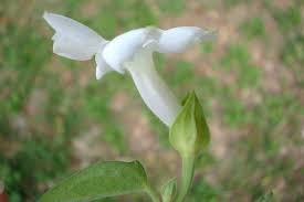 Image result for Thunbergia annua