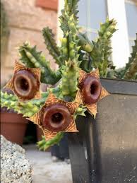 Image result for Huernia longituba