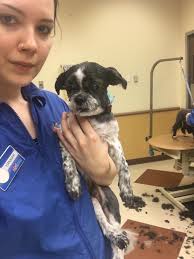 Grooming for special needs dogs with anxiety