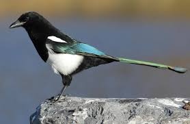 3600x2343 Black Billed Magpie Wallpaper Background Image View Download Comment And Rate Wallpaper Abyss Audubon Birds Magpie Pet Birds