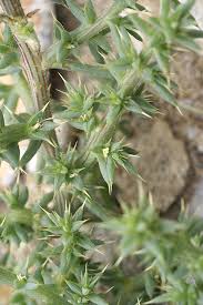 Image result for Salsola kali