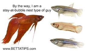 By The Way I Am A Stay At Bubble Nest Type Of Guy Betta Fish Types Betta Betta Fish