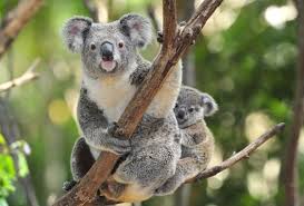Best Places In Australia To Vacation With Kids Koala Bear Koala Baby Koala
