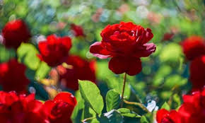 Mawar merah bermanfaatsebagai antiradang keharuman bunga mawar dapat digunakan sebagai bau terapi yang bersifat menenangkan dan. Bisa Cerahkan Kulit Ini Manfaat Lain Bunga Mawar Yang Masih Kuncup