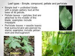 Maybe you would like to learn more about one of these? Parts Of Plants And Their Functions Ppt Video Online Download
