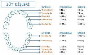 sut dislerinin ve kalici dislerin surme zamanlari dentacell agiz ve dis sagligi poliklinigi