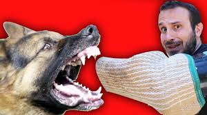 Havlayan Kopek Isirmaz Mi Efsane Vs Gercek Youtube