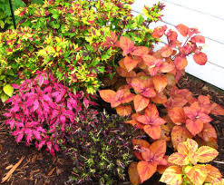 Image result for Coleus melleri