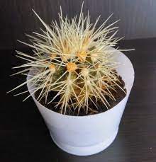 A cactus (plural cacti, cactuses, or less commonly, cactus) is a member of the plant family cactaceae, a family comprising about 127 genera with some 1750 known species of the order. Why Is My Cactus Shrinking Reasons Tips Terrarium Planting Guide