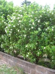 Image result for Murraya paniculata