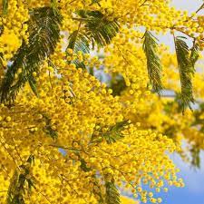 We did not find results for: 11 Beautiful Traditional Italian Flowers You Should Try Growing