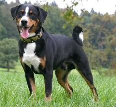 We did not find results for: Greater Swiss Mountain Dog Bernese Mountain Off 59 Www Usushimd Com