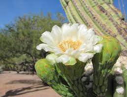 So, where does a cactus grow? Saguaro Flowers Are Here 10 Things To Know About This Special Desert Bloom Tucson Life Tucson Com