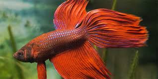 I hope you love the products i recommend! 439 Amazing Betta Fish Names Male Female Bettafish Org