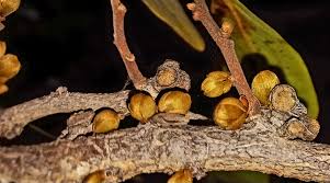 Image result for Hexalobus