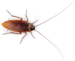 Can i get termites from my neighbor? Cutting Edge Technology Bringing Pest Control Into The 21st Century 2020 04 14 Pet Food Processing
