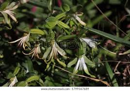 Image result for Bonatea