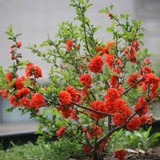 Double Take Orange Storm On Spring Meadow Nursery Chaenomeles Plants Flowering Quince