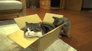 Maru The Cat 2013 12 04 Many Boxes And Maru Hana Cats Funny Cat Videos Cute Funny Animals